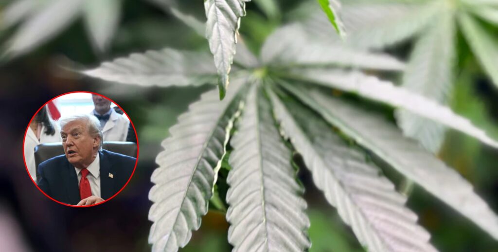Trump firma orden ejecutiva para reclasificar la marihuana como una droga menos peligrosa