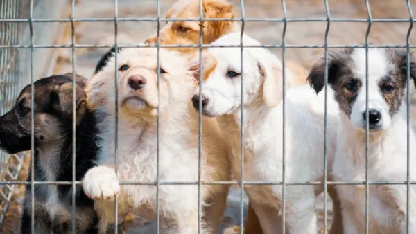 Maltrato animal sería causal de inelegibilidad para aspirantes a cargos