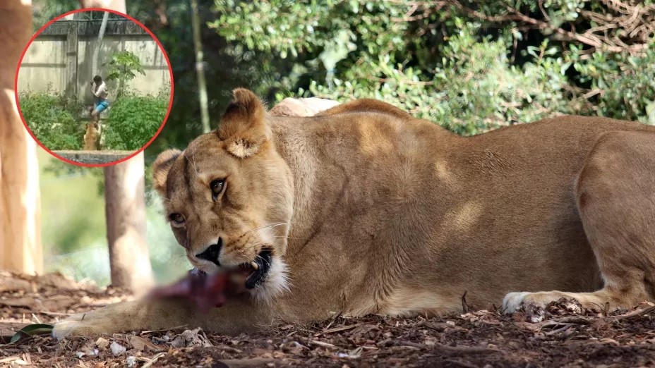 Hombre muere atacado por una leona en Brasil; el zoológico confirma que el animal no será sacrificado
