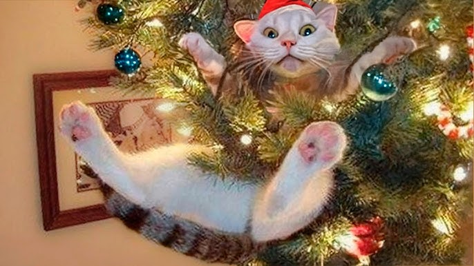 ¿Tu gato odia la navidad? Te explicamos por qué ataca las decoraciones