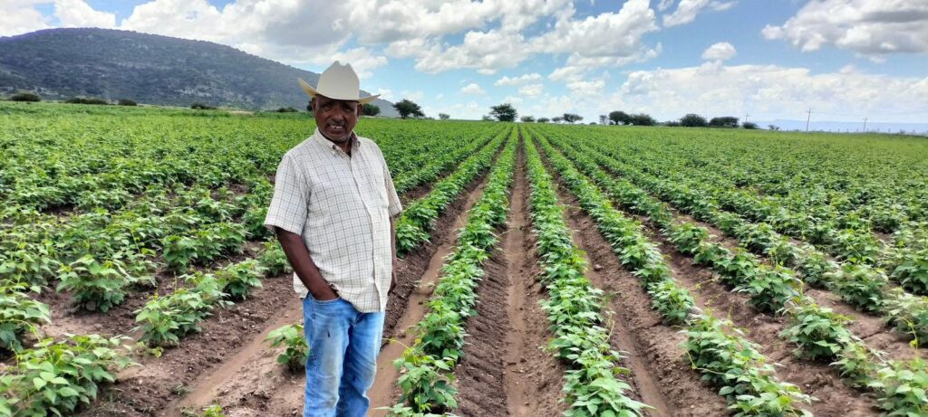 Buena cosecha permitirá a productores de Durango guardar semilla para próximos ciclos