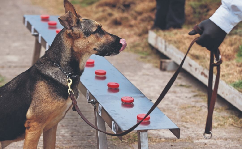 Perros entrenados fortalecen vigilancia sanitaria contra el gusano barrenador