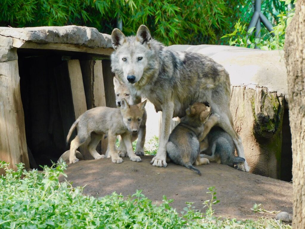 El lobo mexicano regresará a Durango en 2026: confirman reintroducción de dos camadas