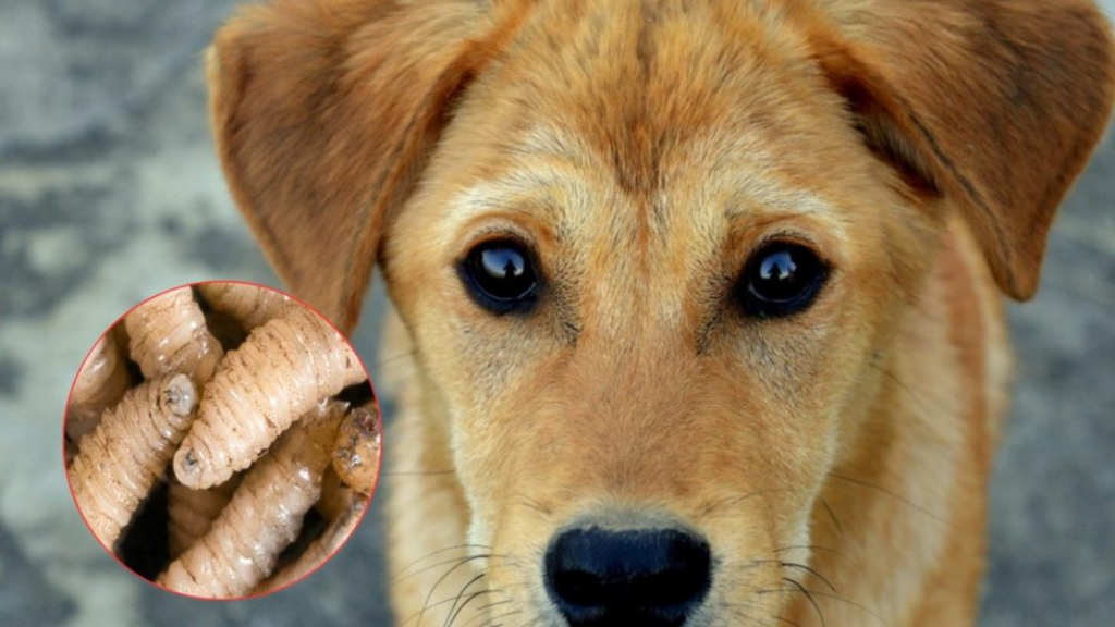 Preocupa la Reaparición del Gusano Barrenador: Más de Mil Perros Afectados en México