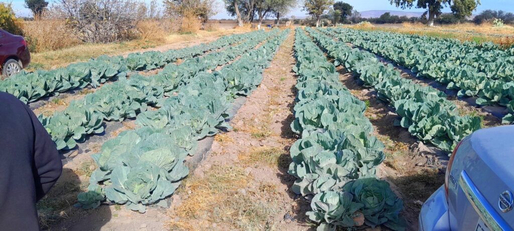 Walmart capacitará a productores de Durango para vender sin intermediarios
