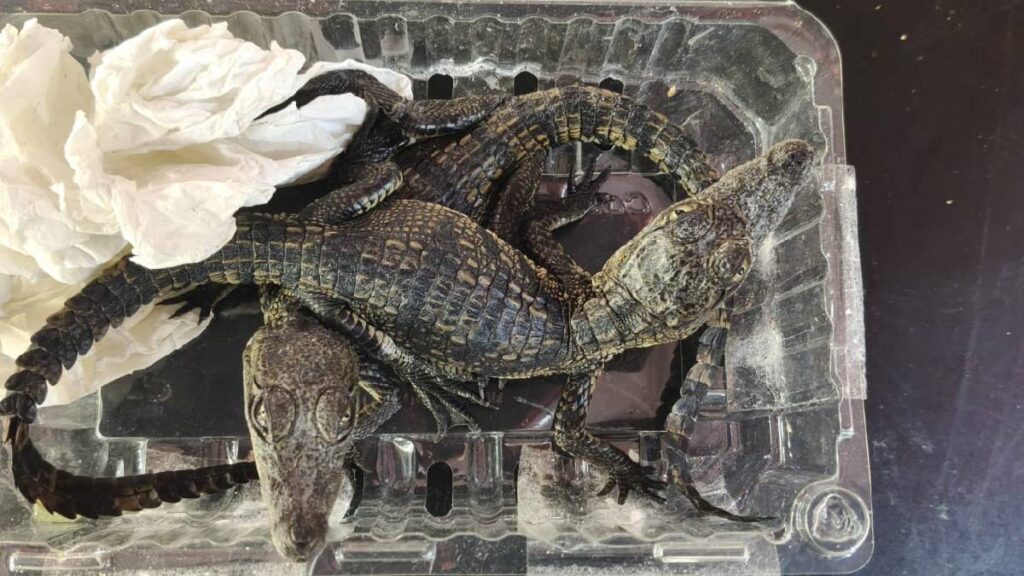 Rescatan a seis caimanes en el Aeropuerto de Querétaro