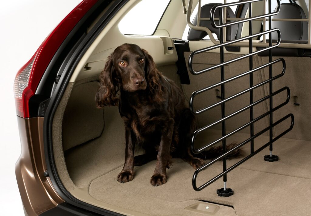 En este Estado te pueden multar por viajar con tu perro en el carro