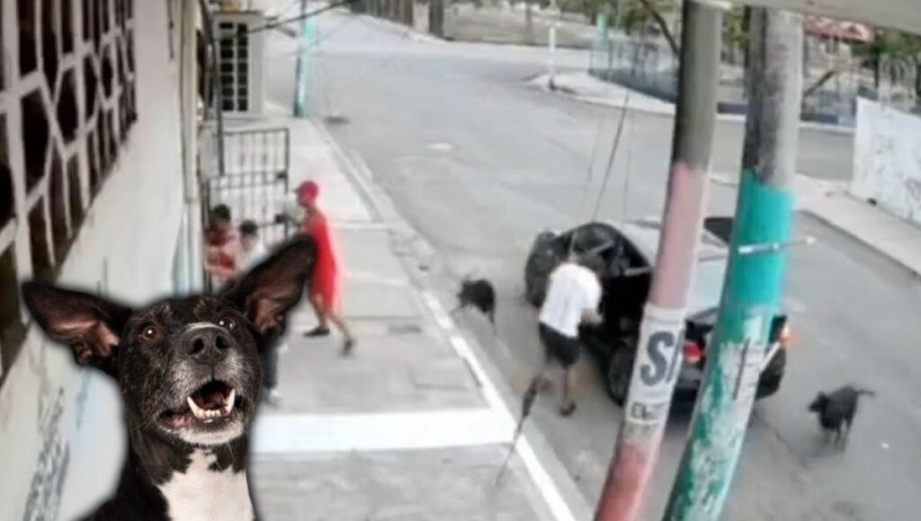 VIDEO: Perritos héroes evitan que abuelito sea secuestrado a plena luz del día
