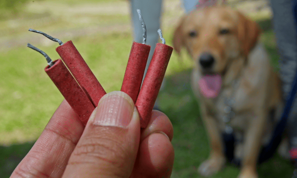 Autoridades refuerzan prohibición de tranquilizantes para Perros