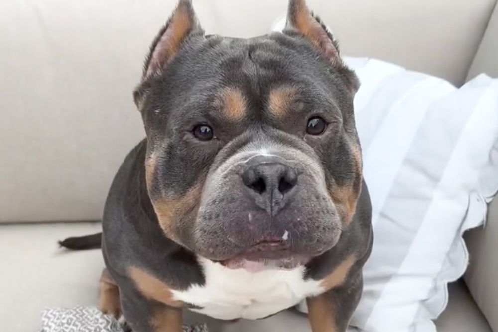 Fallece Raffie, el influencer canino de TikTok