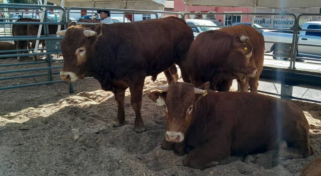 Créditos ganaderos de hasta 8 mdp impulsan engorda y valor agregado en Durango