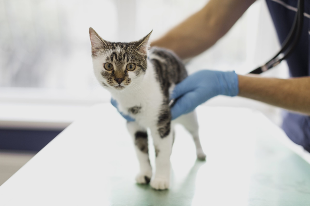Auge felino en México dispara la demanda de servicios veterinarios especializados