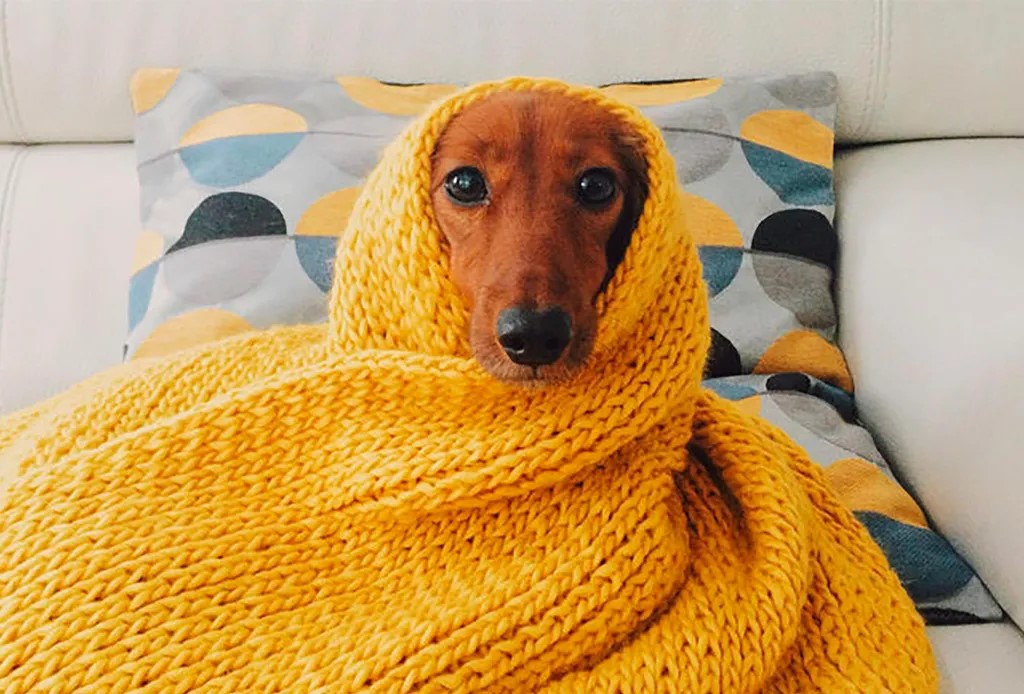 Cómo proteger a tus mascotas del frío: guía esencial para esta temporada