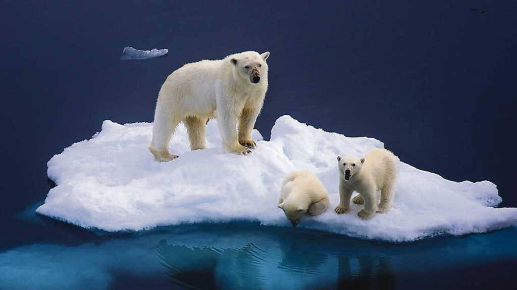 Cambios en el ADN podrían ayudar a algunos osos polares a resistir el calentamiento global