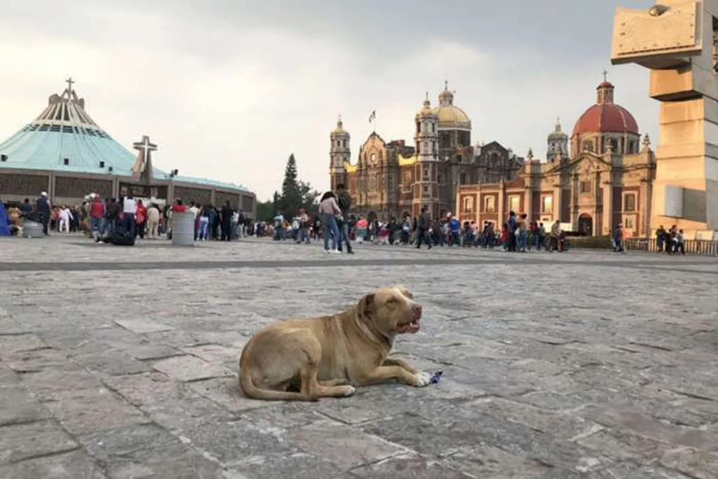“Perritos peregrinos”: el creciente problema cada 12 de diciembre