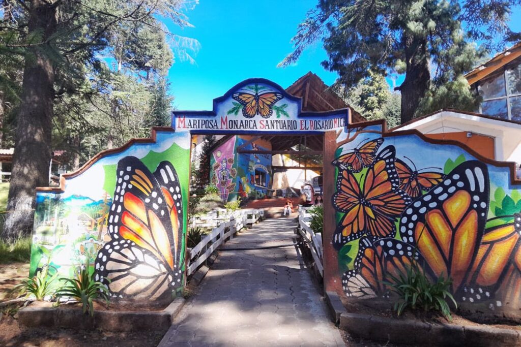 La maravillosa migración de la Mariposa Monarca en México