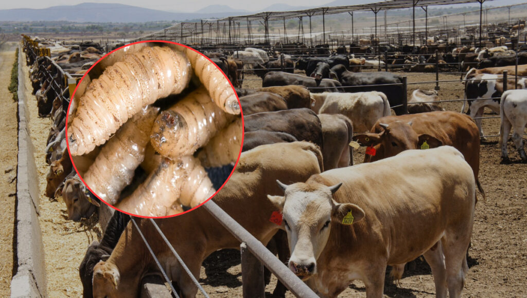 Activan plan de emergencia nacional de sanidad animal por gusano barrenador