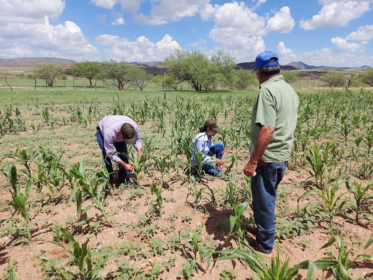 Inversión Millonaria en Sanidad Vegetal Fortalece Agricultura Estatal