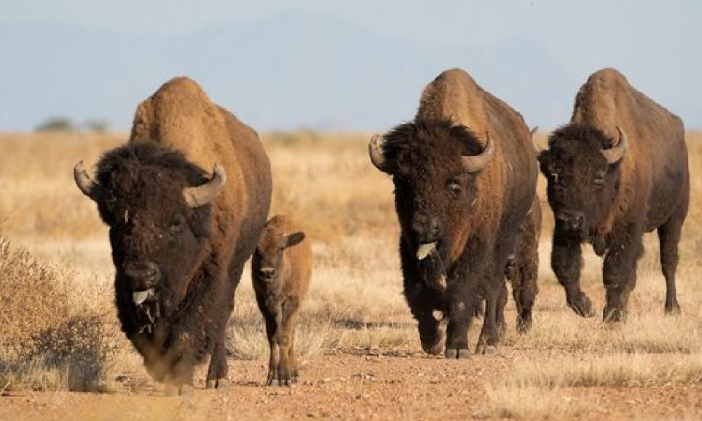 Tras dos siglos de ausencia, el bisonte vuelve a correr por tierras coahuilenses
