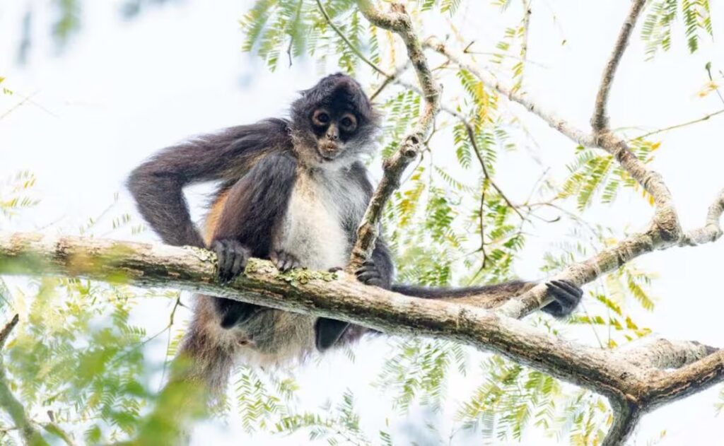 Profepa pide evitar regalar animales silvestres en Navidad y Día de Reyes