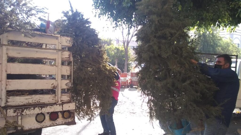 Inicia operativo de recolección de árboles navideños en Tlaquepaque