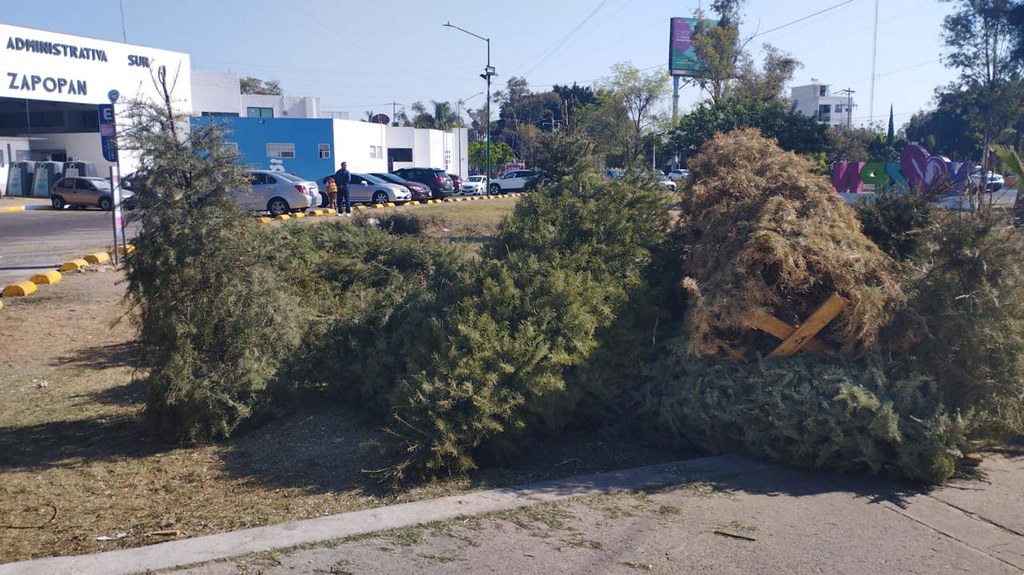 Zapopan pone en marcha el acopio de árboles navideños