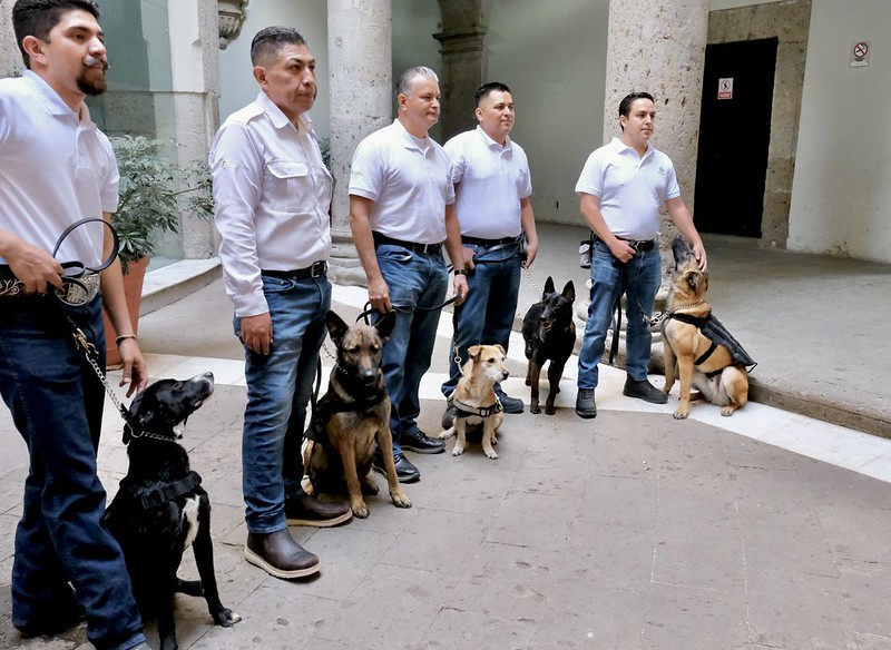 Refuerzan SADER y ASICA Jalisco vigilancia sanitaria contra el Gusano Barrenador