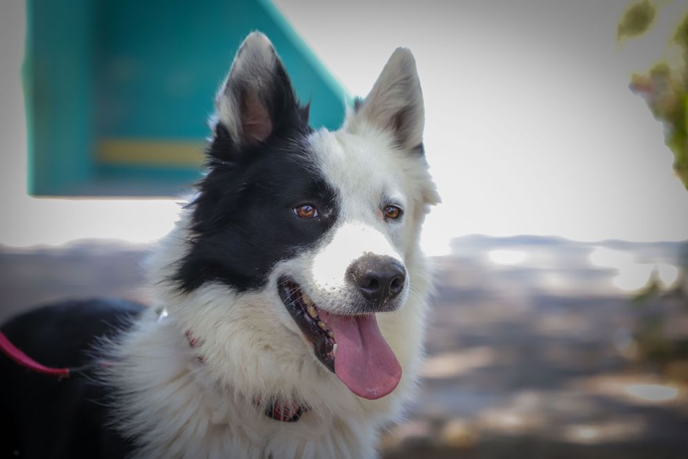 “Orco”, cachorro Border Collie, está por graduarse como integrante de la Unidad Canina de Bomberos Guadalajara