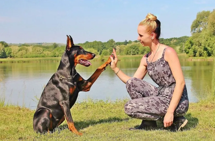 Hallan perros capaces de aprender palabras al escuchar conversaciones