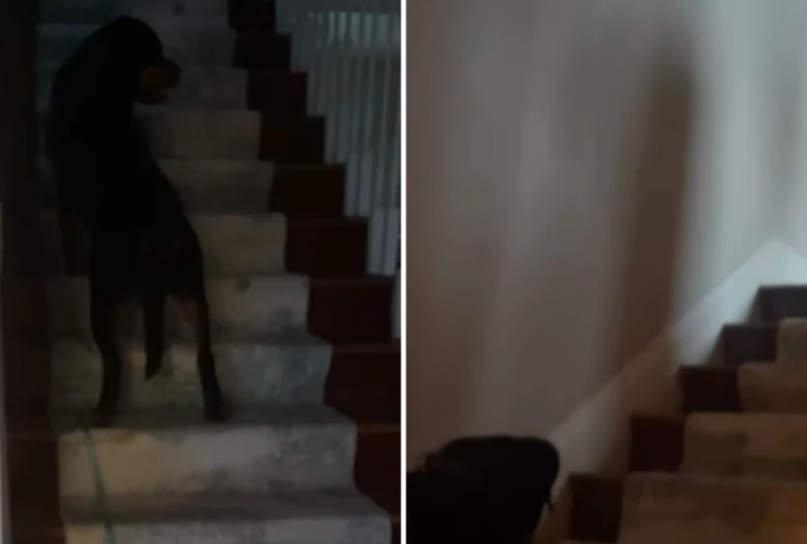 VIDEO: Perrita alerta a su dueña de una presencia paranormal en su casa