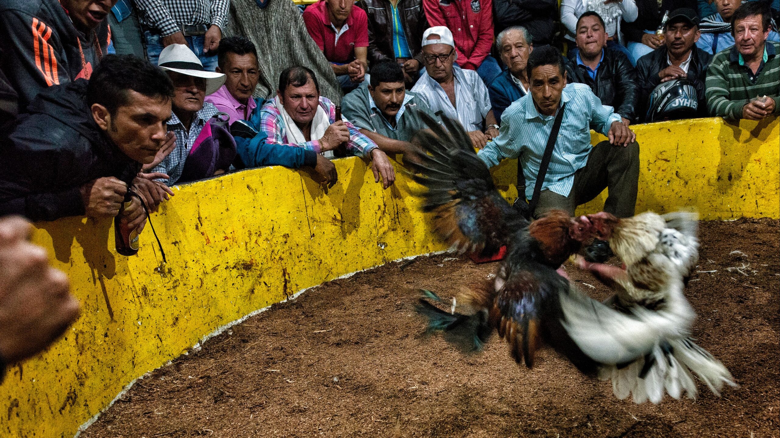 Las peleas de gallos y carerras de caballos aportan a la sociedad de ...
