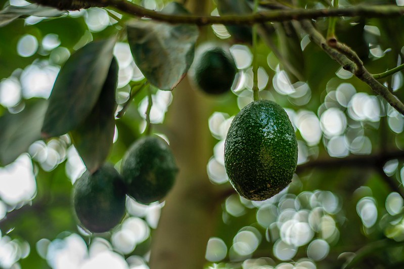 Impulsa SADER Jalisco declaratoria para tres municipios y zonas agroecológicas como libres de plagas del aguacate