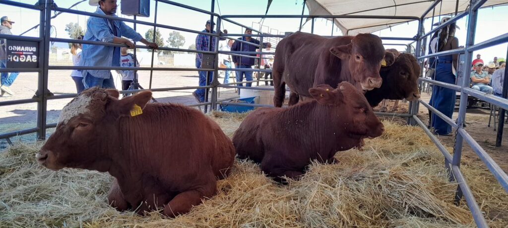 Durango celebra aranceles a carne importada; ayudará al ganadero