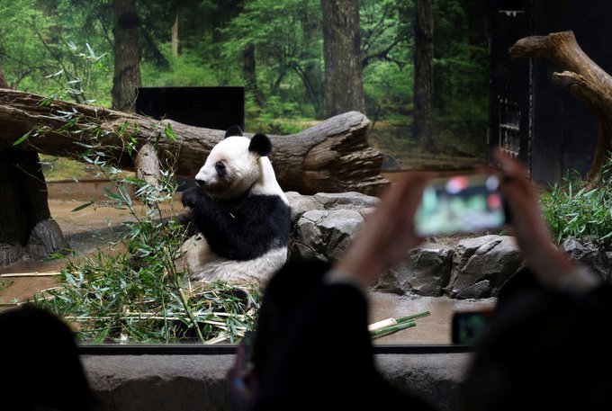 Japón se queda sin pandas: Xiao Xiao y Lei Lei regresan a China