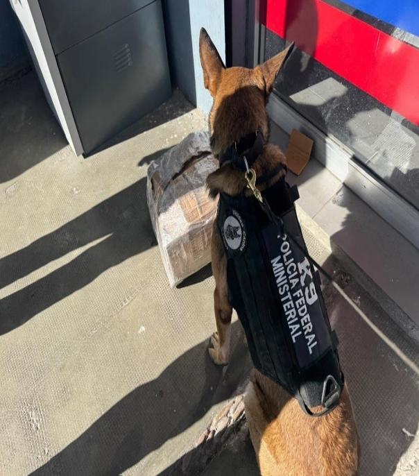 Perro Policía descubre el “clavo” de sustancias y los Federales lo aseguran