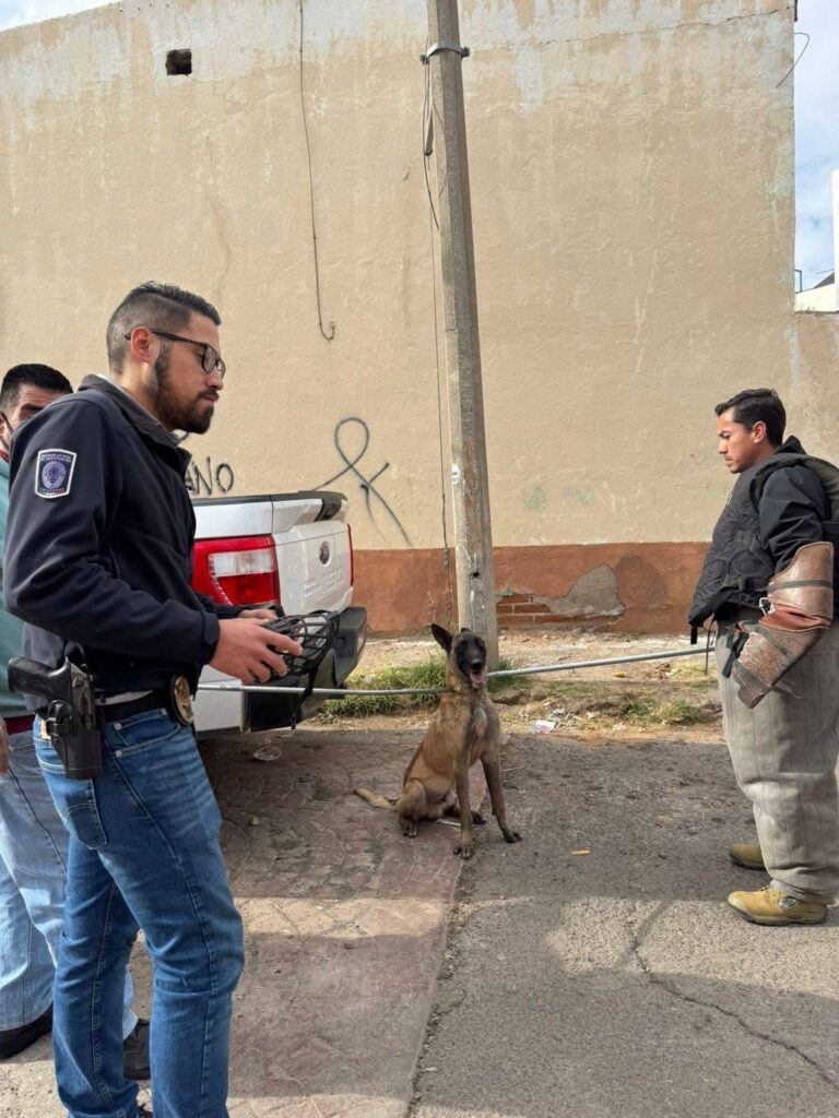 Rescate exitoso de Harry: el perro que sobrevivió al infierno