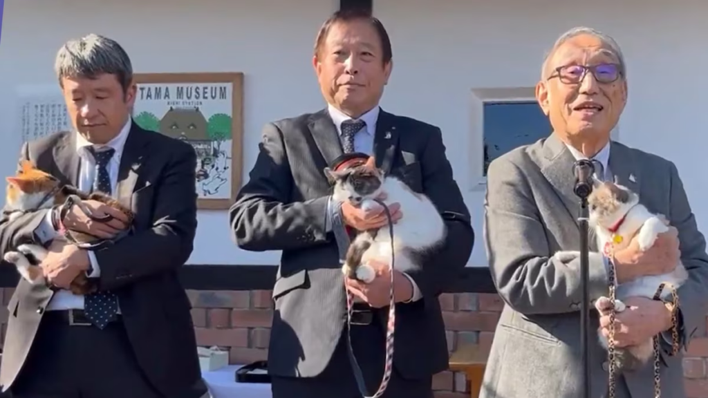 VIDEO: Ferrocarril en Japón nombra a 2 gatos ‘jefes de estación’