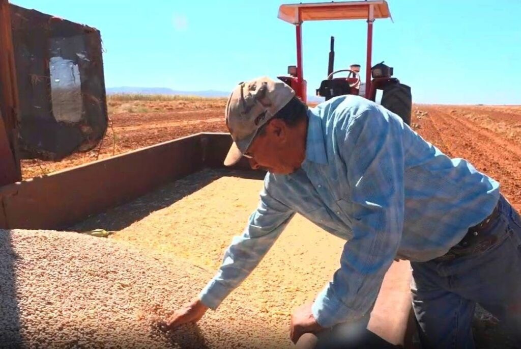 Verde Valle comprará frijol mexicano a productores de pequeña y mediana escala