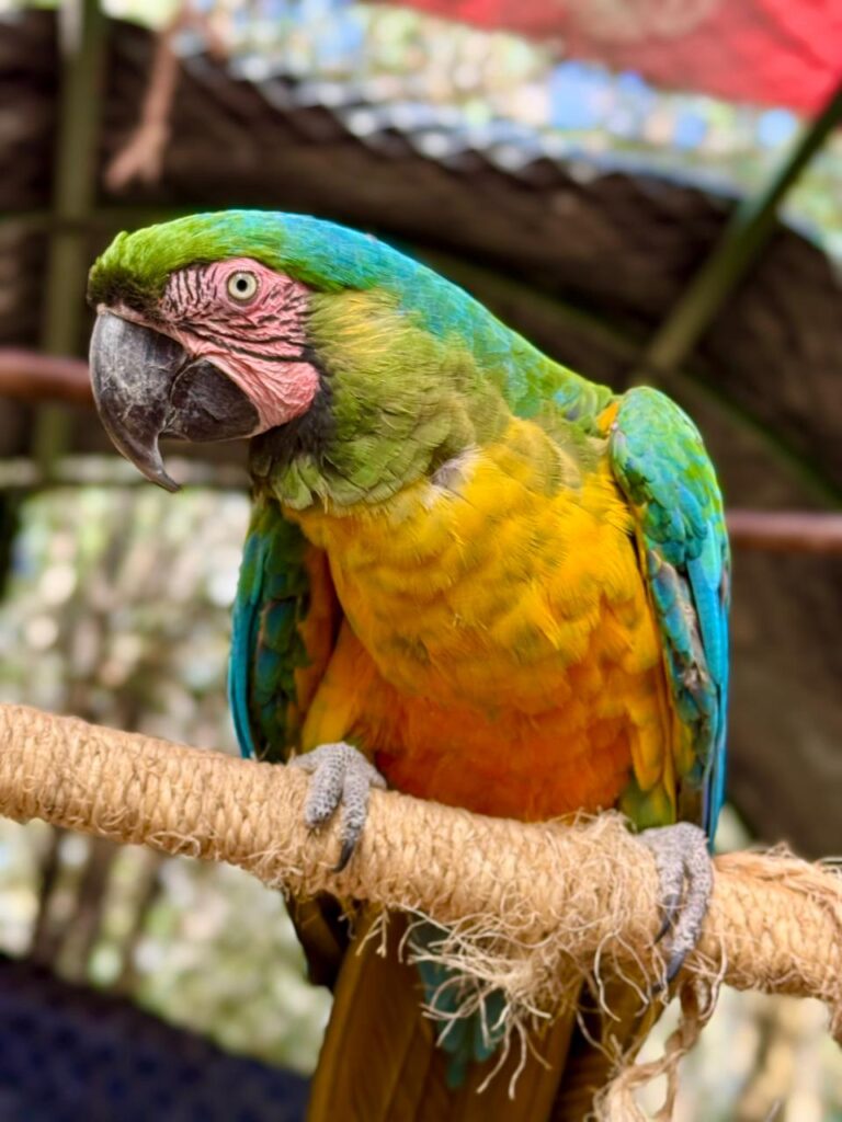 Protege el Sahuatoba a sus huéspedes del frío con cuidados especiales