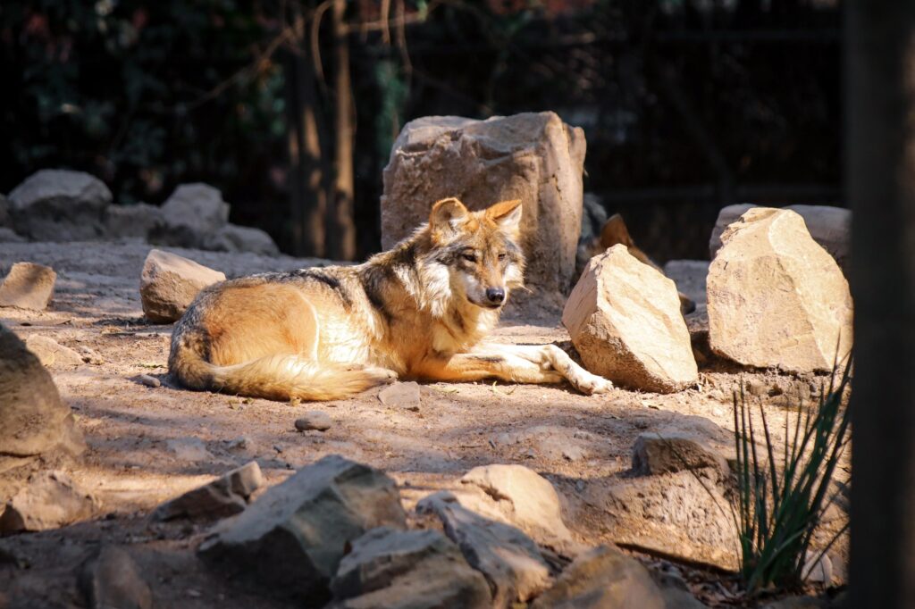 El lobo mexicano regresa a Durango tras 50 años y posiciona al estado como referente en conservación ambiental.