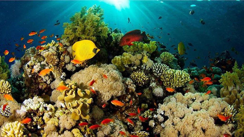 Alerta para 2026: Arrecifes de Coral en riesgo de colapso inminente