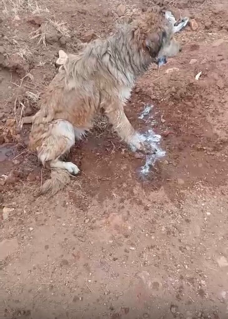 Envenenamiento Masivo de Perros en Punto Alegre