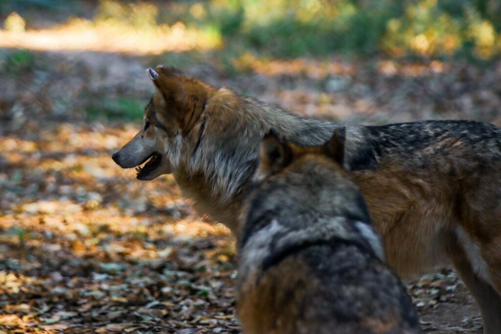 El lobo mexicano está en su casa: SEMARNAT reconoce a Durango como aliado clave en su conservación