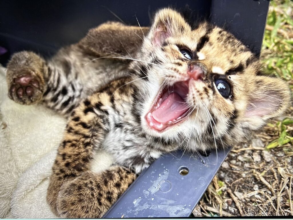 Nacimiento de un Margay en Cautiverio: Un Logro para la conservación