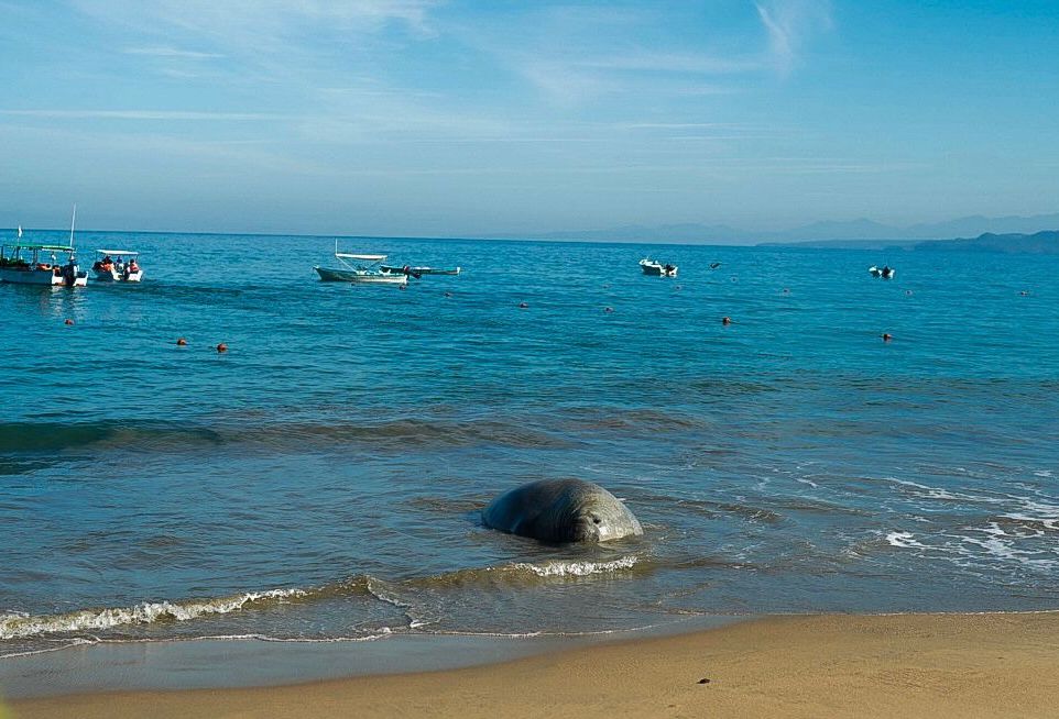 Protegen Gobierno de Nayarit y Federación estancia de elefante marino en playas de Compostela