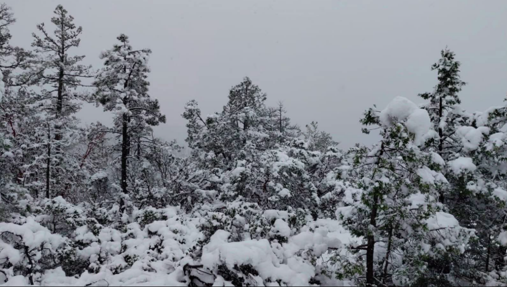 Imágenes impactantes de las nevadas que pintan de blanco a Chihuahua y Durango