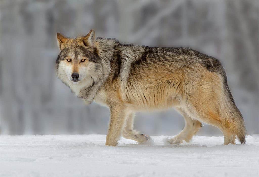 Colaboración México-EU impulsa rescate del lobo mexicano en Durango