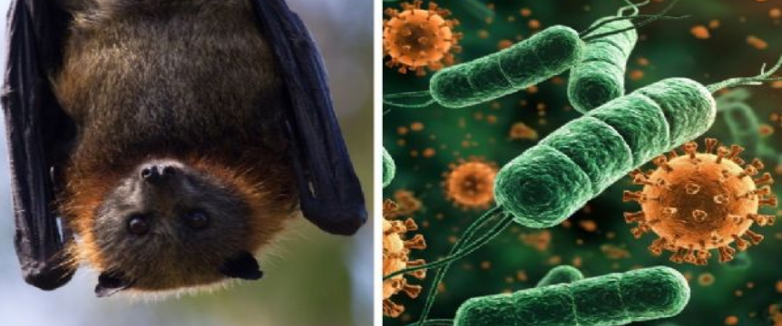Qué debes saber sobre el virus Nipah y su potencial impacto global