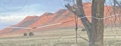 Colgado de un árbol hallazgo de persona sin vida en carretera de Cuauhtémoc