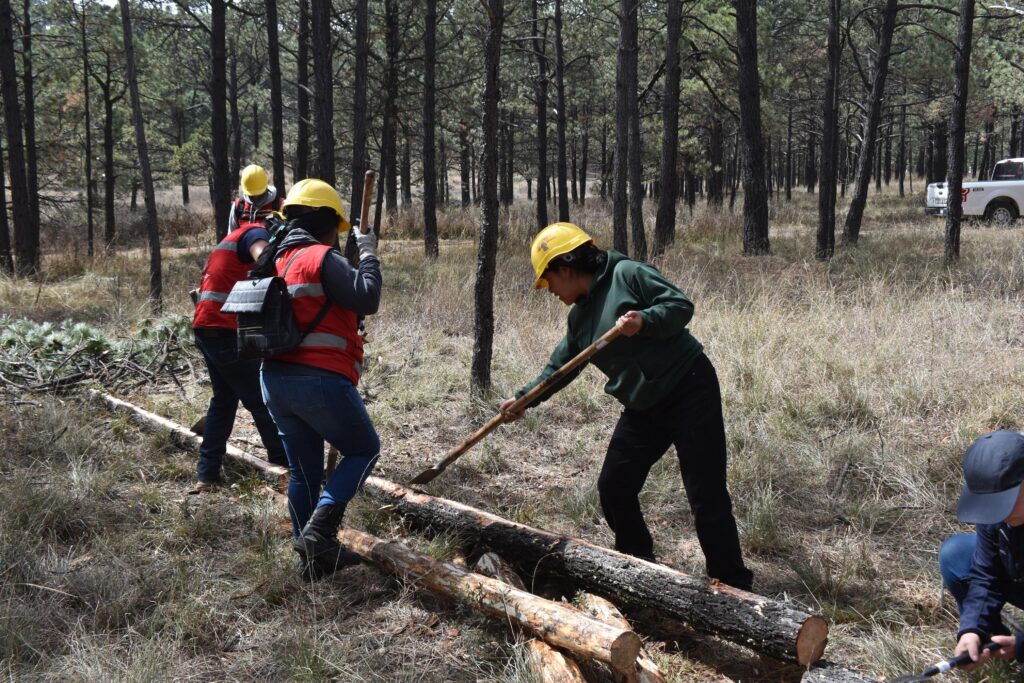Refuerzan combate a plagas forestales en Durango con capacitación especializada
